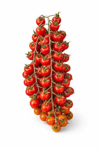 [1001205] Tomate cherry bola