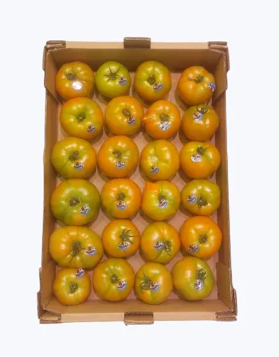 [1001219] Tomate de guernika
