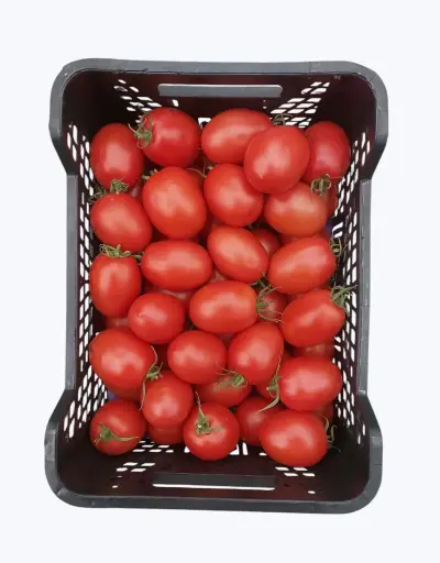 [1001231] Tomate de pera