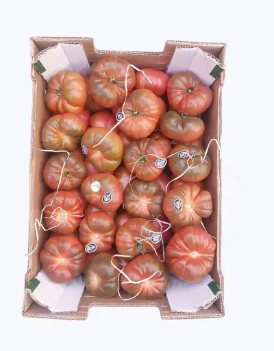 [1001253] Tomate joselito en mata