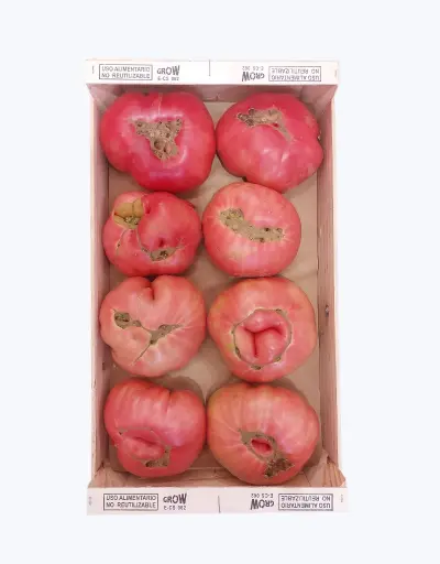 [1001301] Tomate rosa maduro