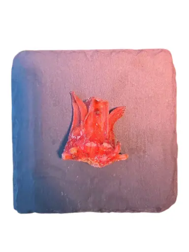 [1001477] Flor de hibisco dulce