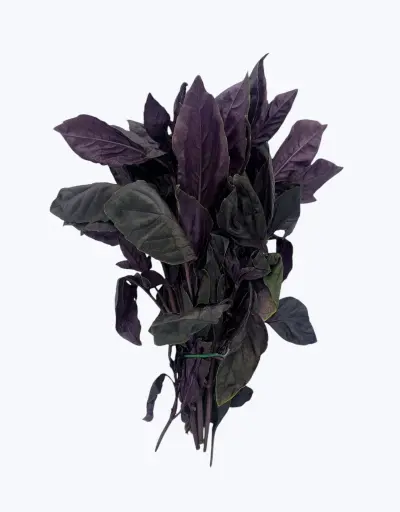 [1001608] Albahaca morada thai fresca