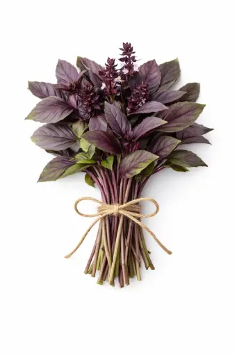 [1001608] Albahaca morada thai fresca