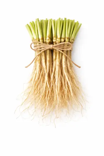 [1001610] Raíz de cilantro