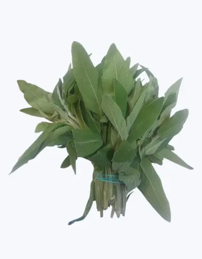 [1001632] Salvia fresca